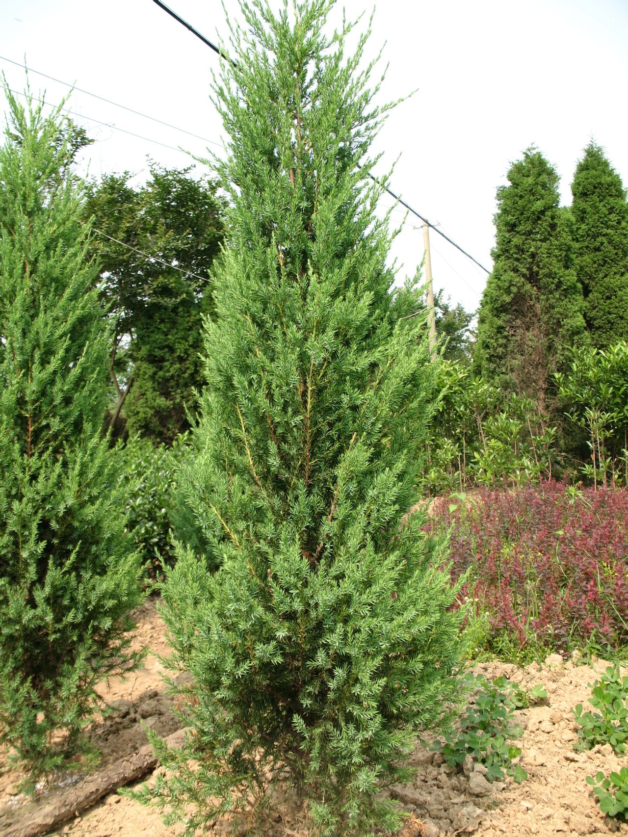 清明节植树活动