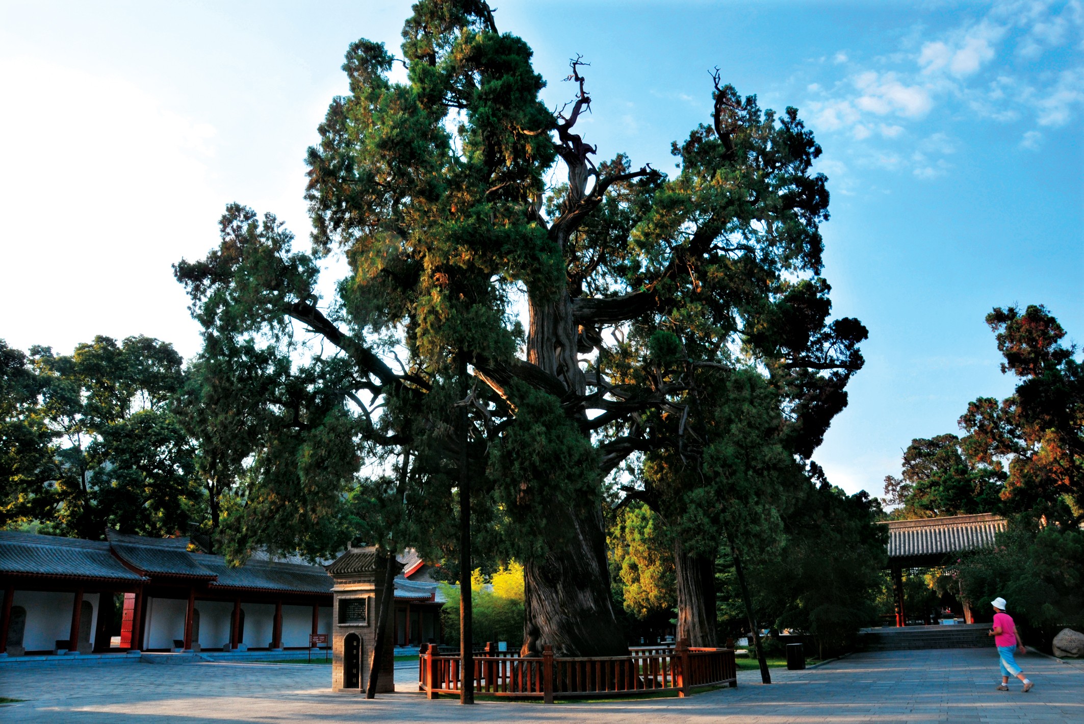 黄帝陵柏树