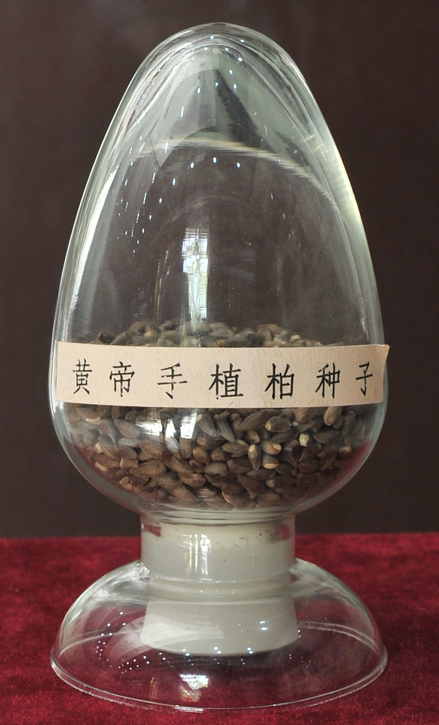 古柏影像