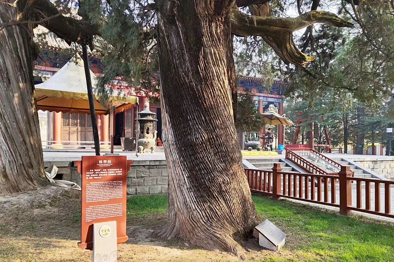 陕西黄帝陵附近地名故事系列

—挂甲柏的来历