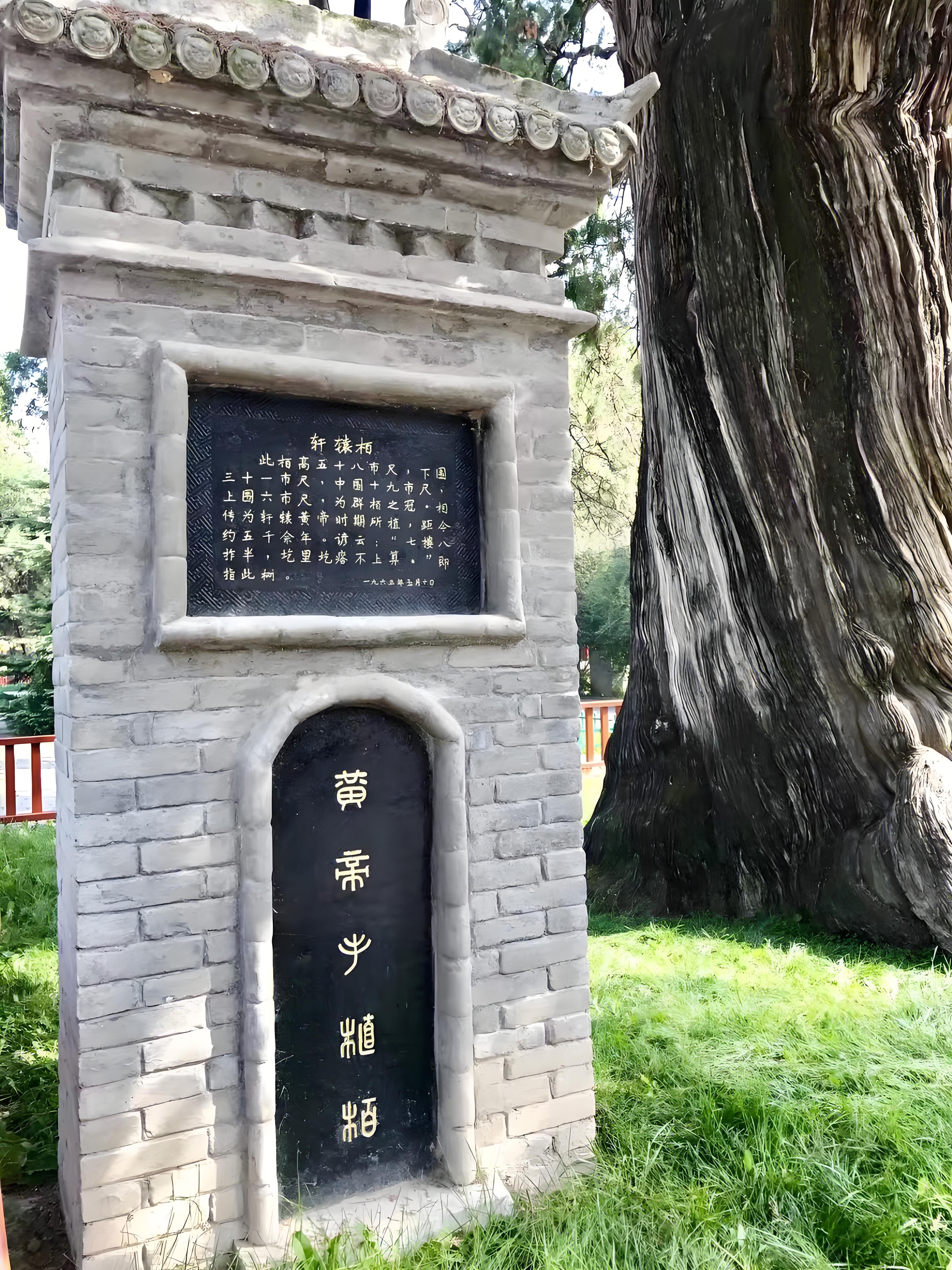 古柏影像