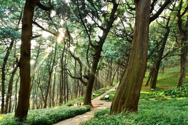 黄帝陵新柏栽植档案—4